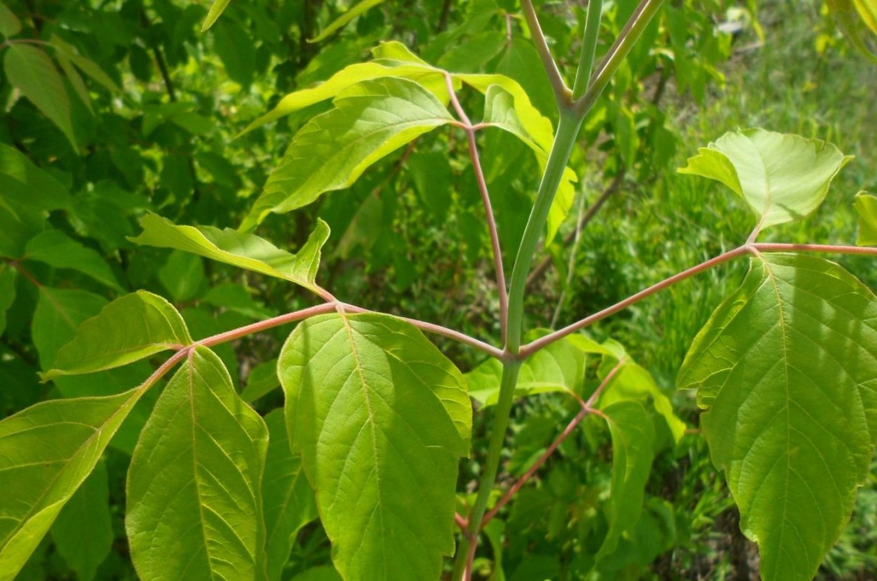 Клён ясенелистный