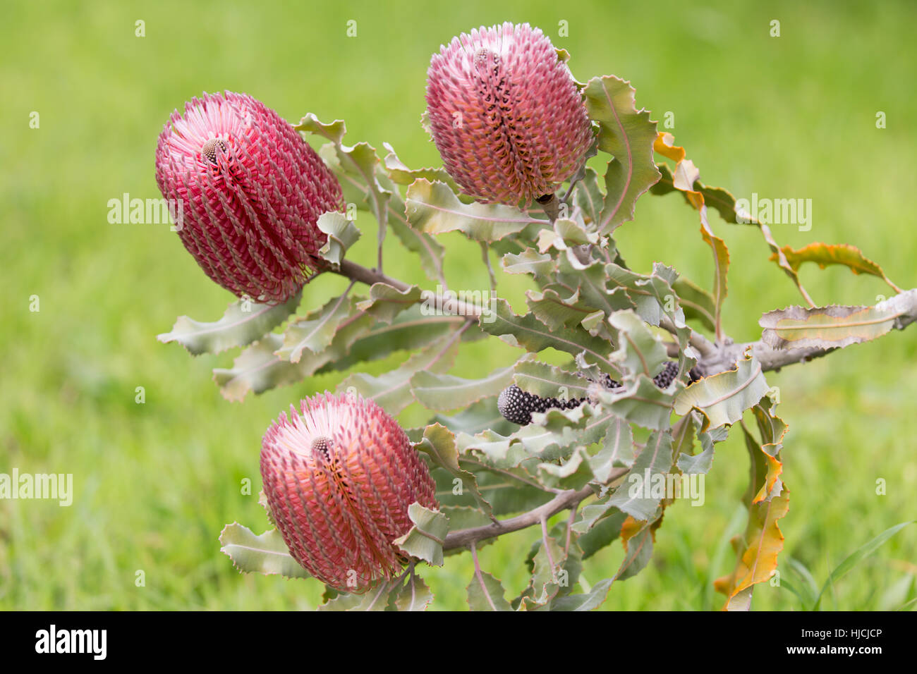 Банксия Броуна