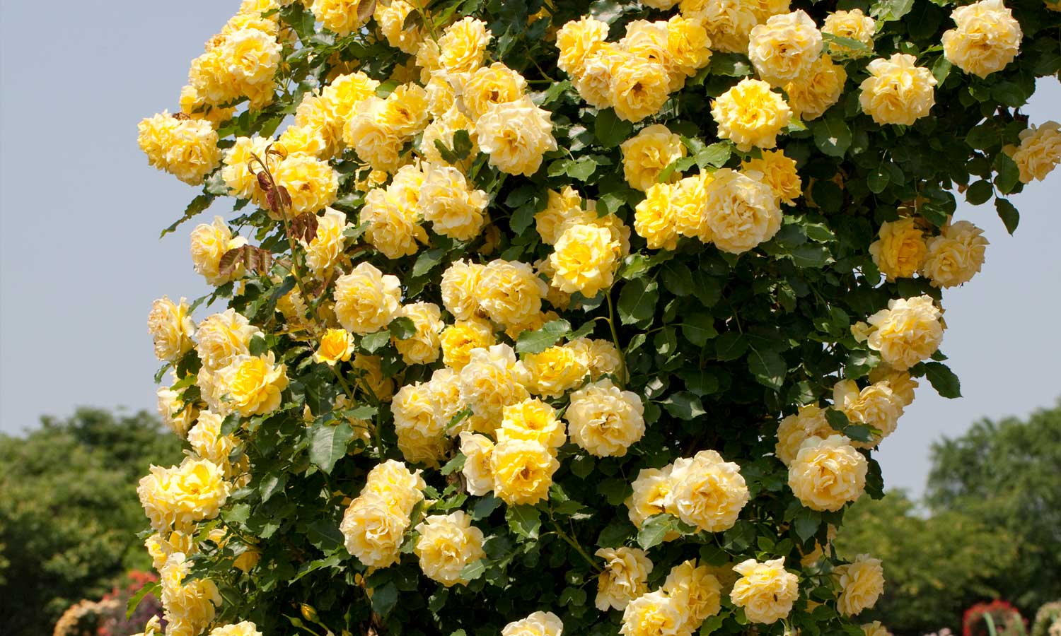 Роза плетистая Роза плетистая