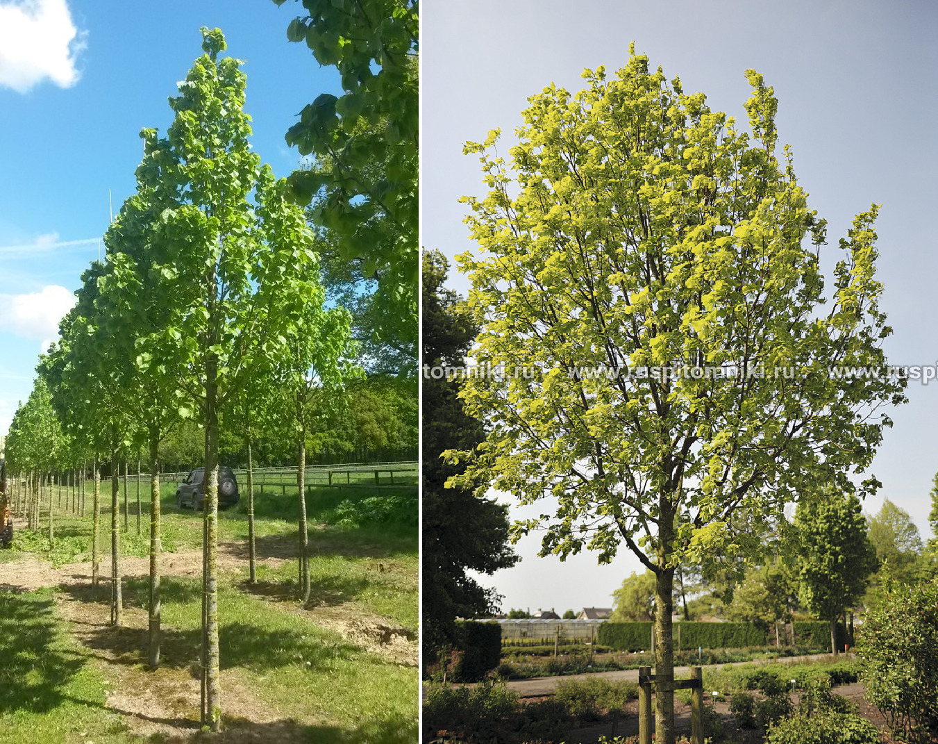 Липа крупнолистная