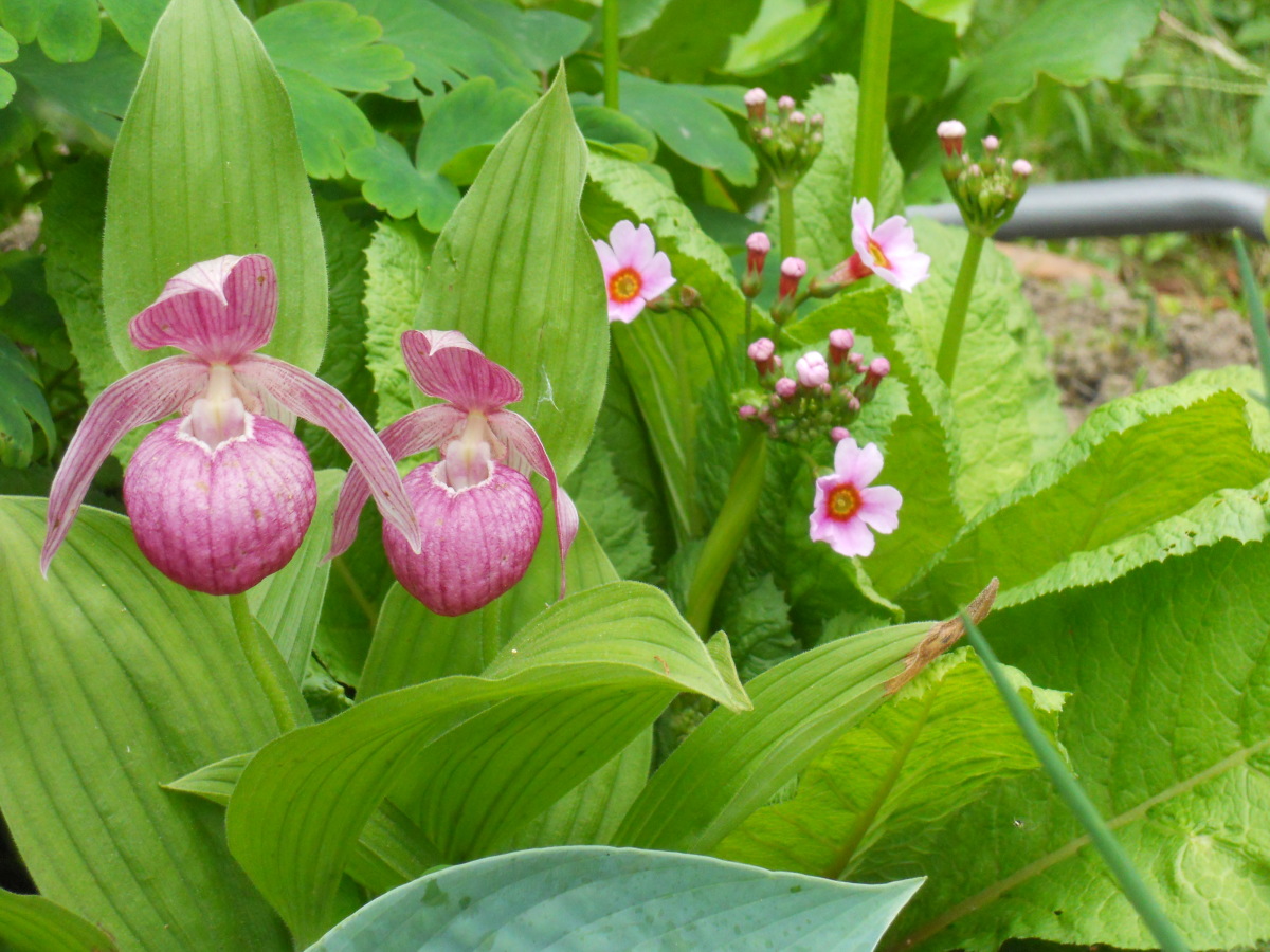 Башмачок мелкоцветковый