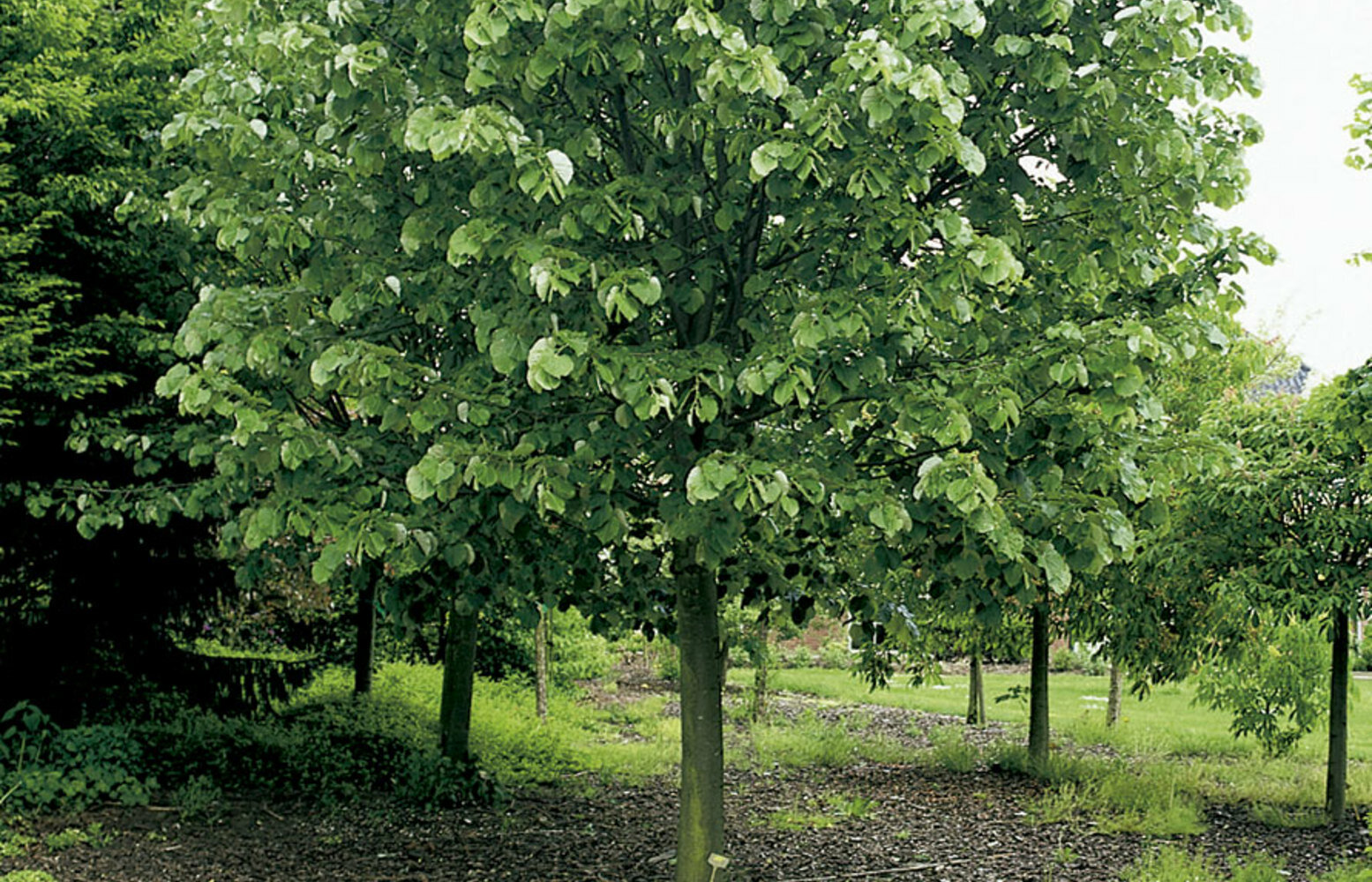 Липа серебристая Липа серебристая