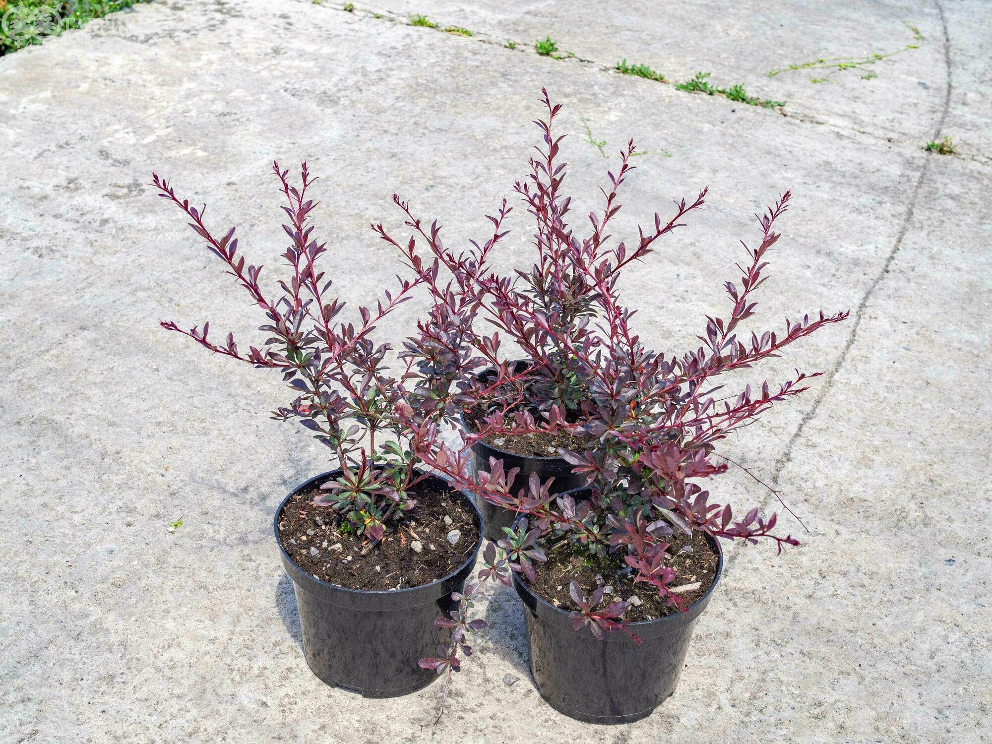 Барбарис продолговатый Барбарис продолговатый