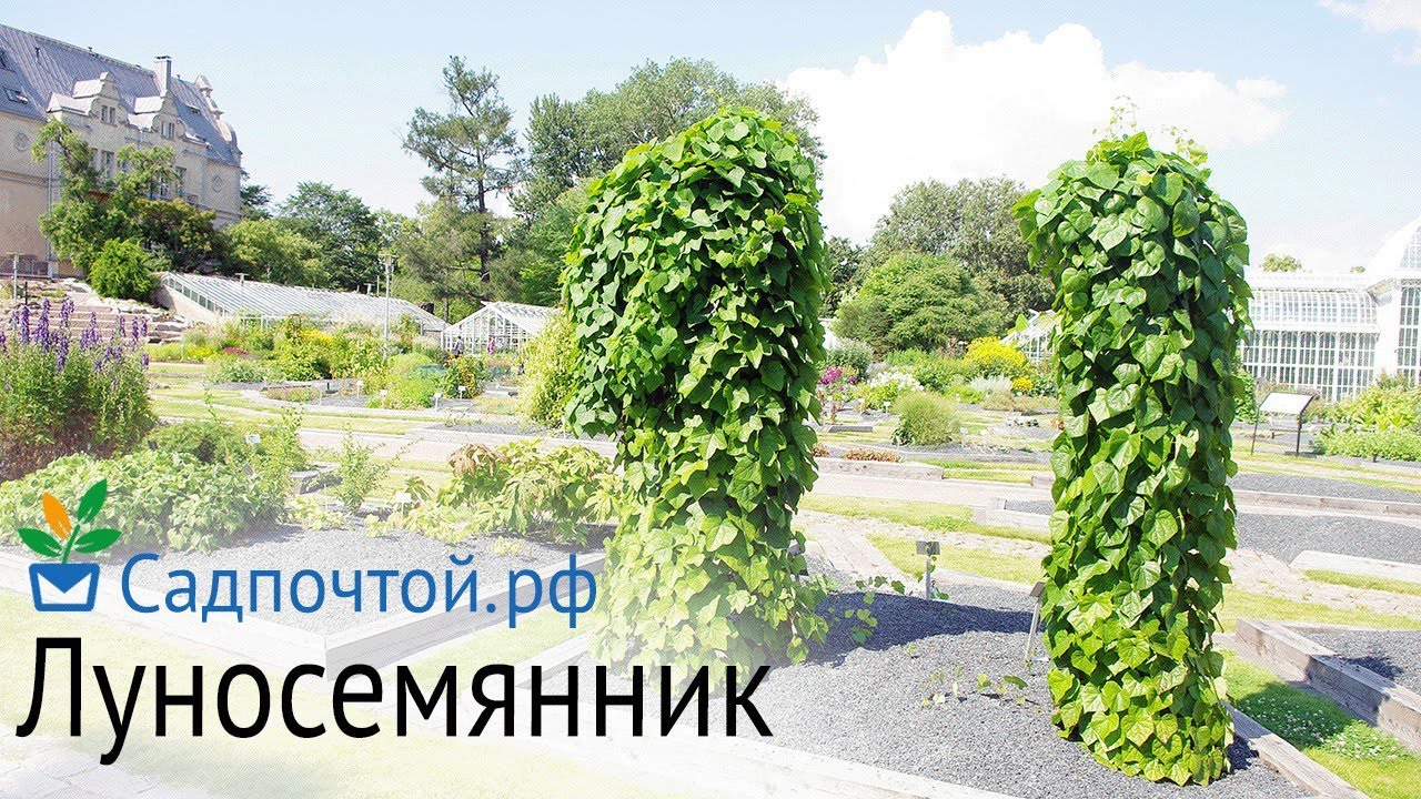 Луносемянник пестрый