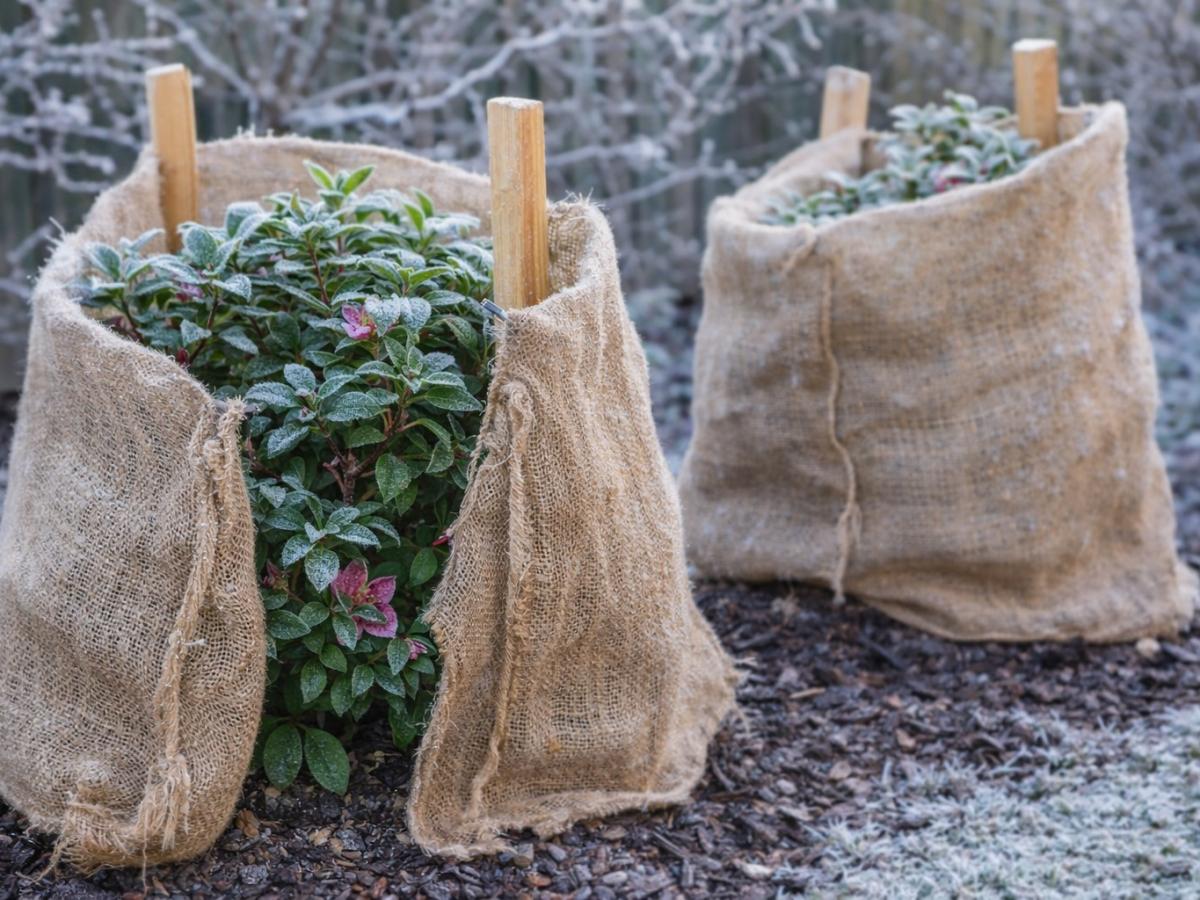 Башмачок настоящий