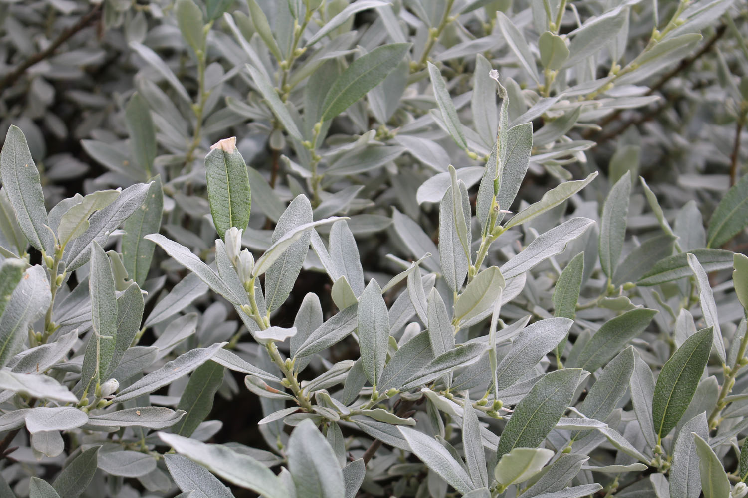 Ива пепельная