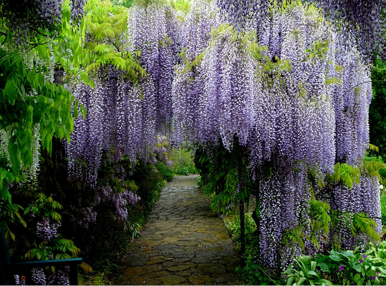 Глициния обильноцветущая Глициния обильноцветущая