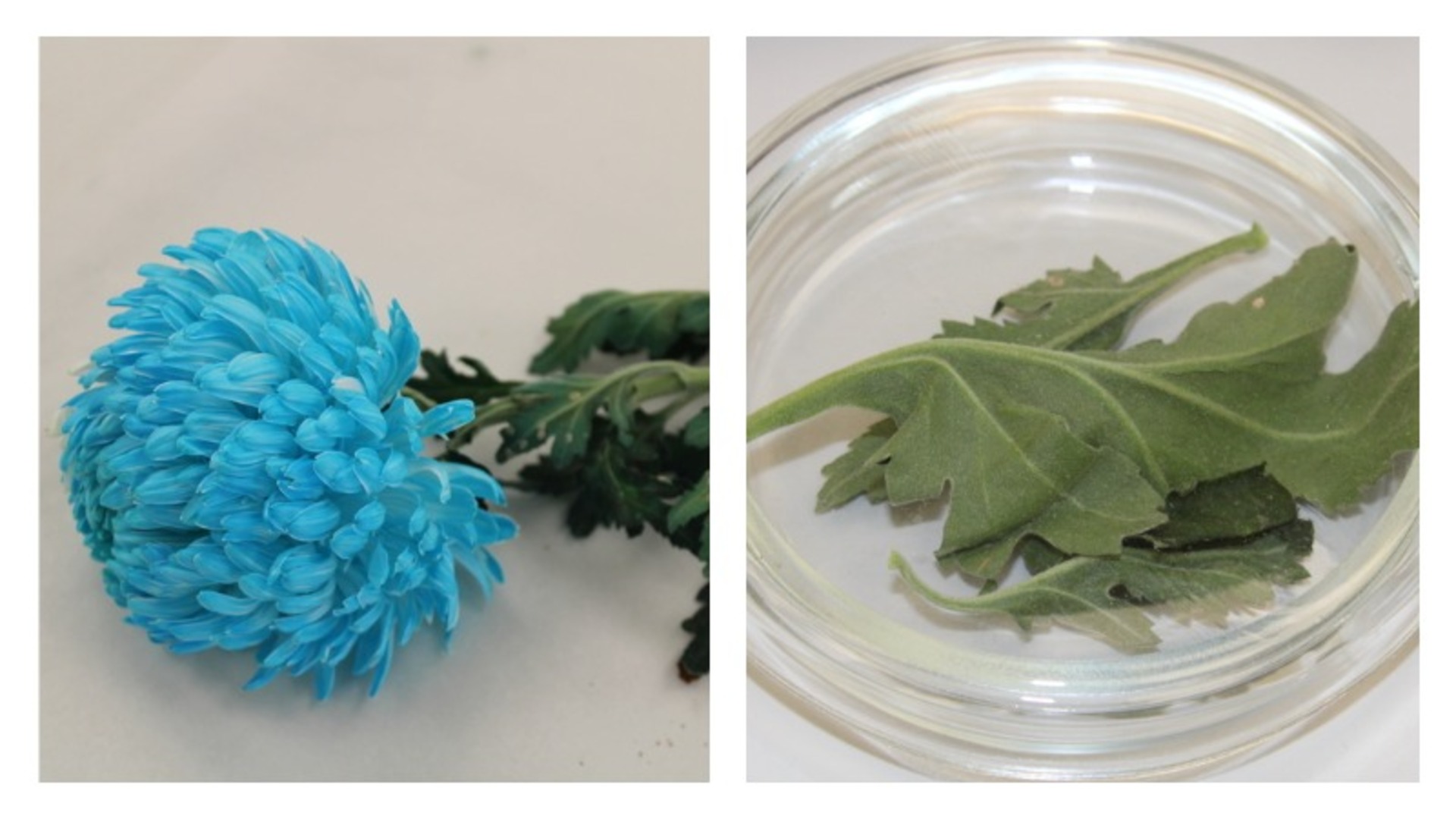 Бархат китайский