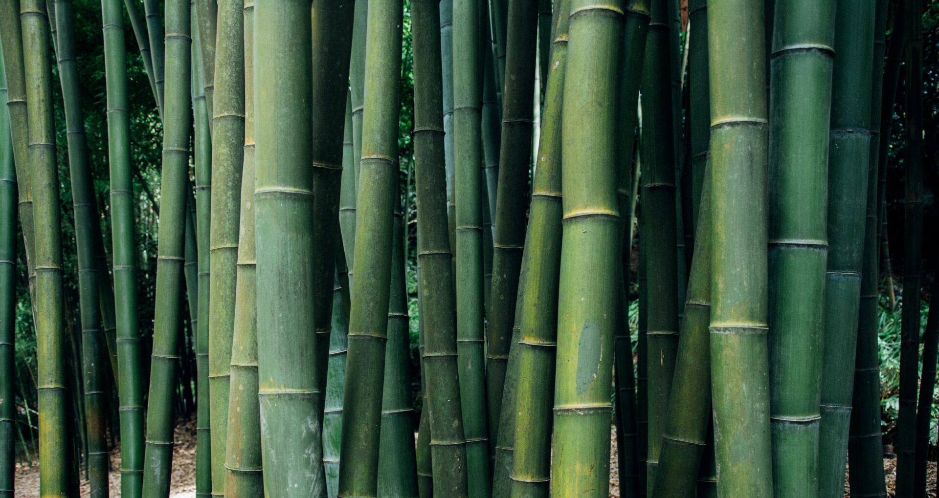 Бамбук