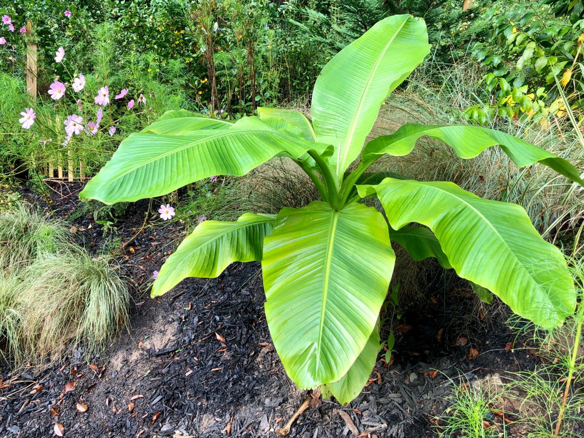 Банан японский Банан японский