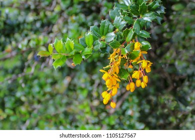 Барбарис Дарвина