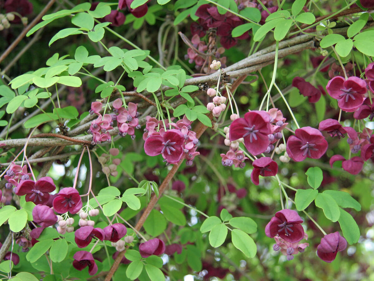 Акебия крупноцветковая