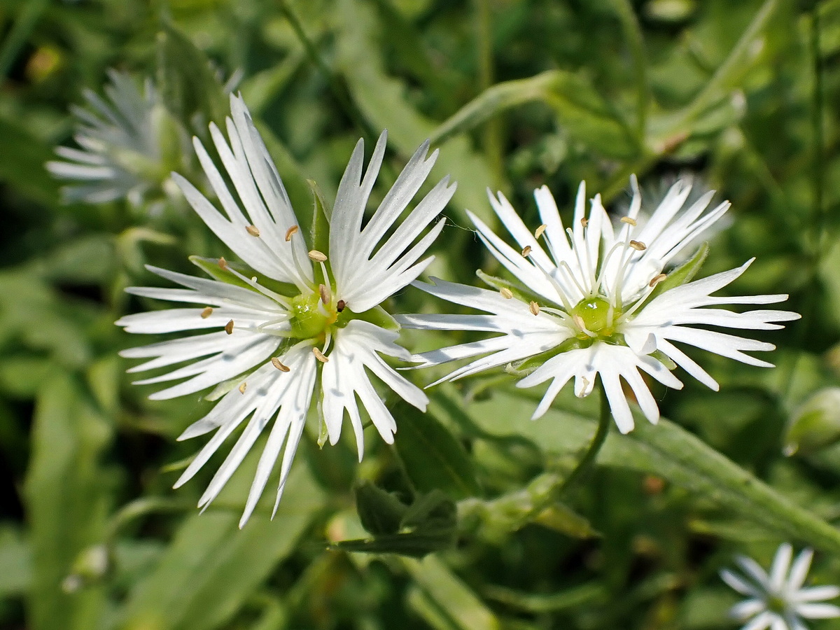 Бахромчатолепестник лучистый
