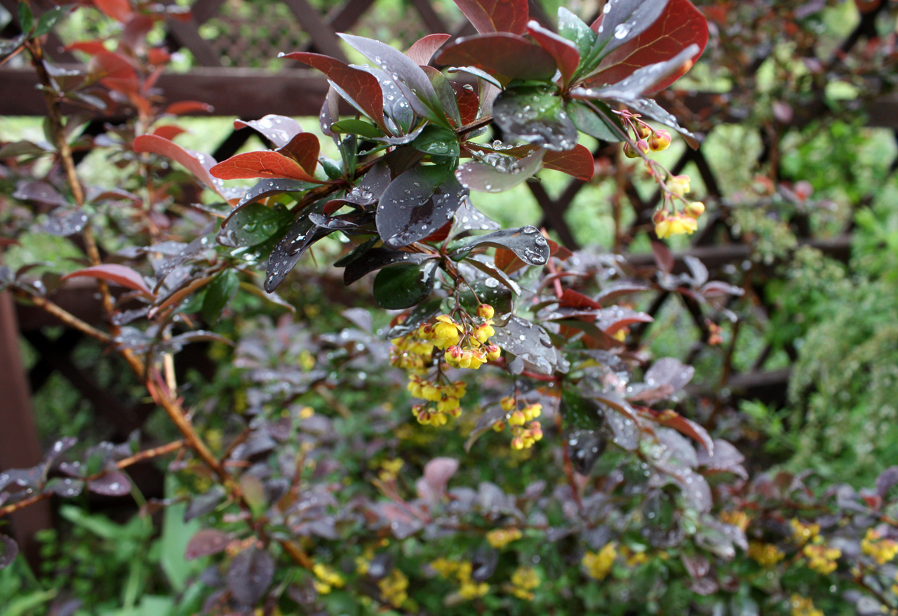 Барбарис оттавский Барбарис оттавский