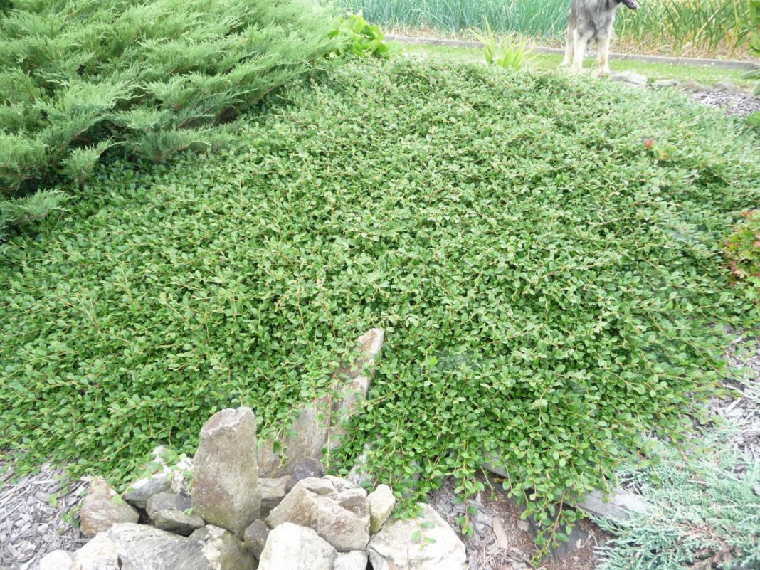 Кизильник Кизильник