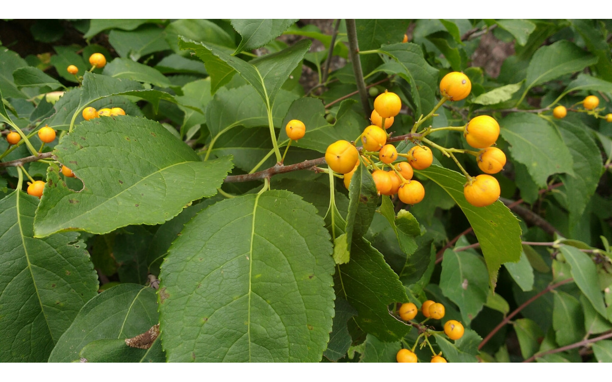 Древогубец угловатый Древогубец угловатый