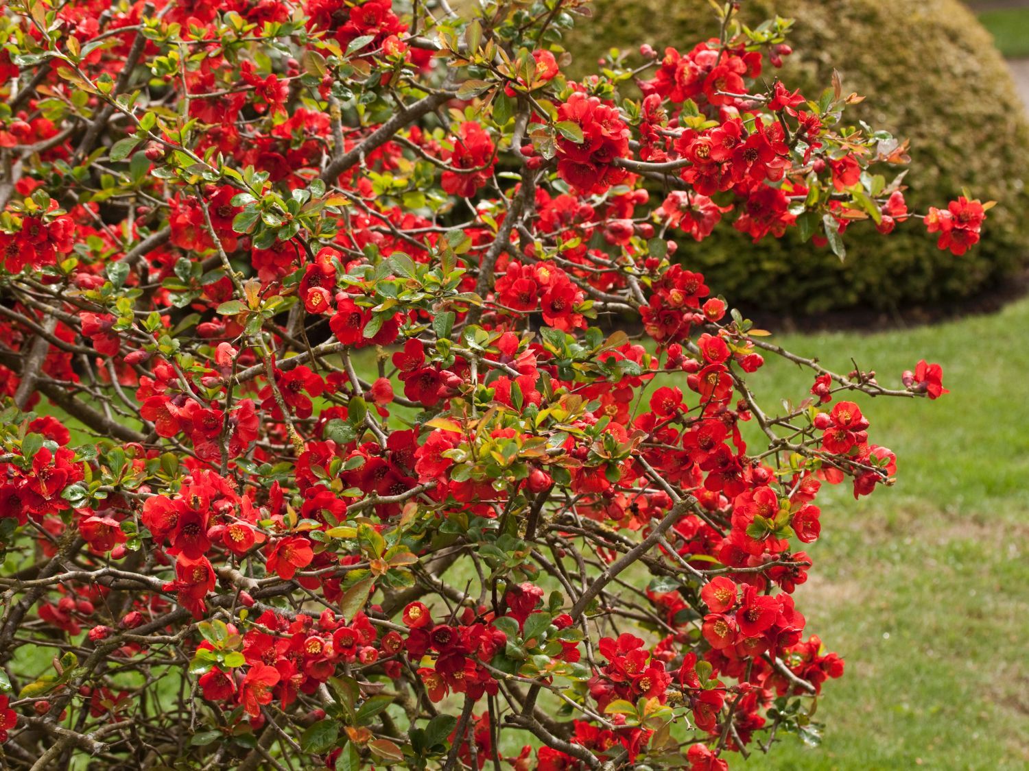 Айва китайская