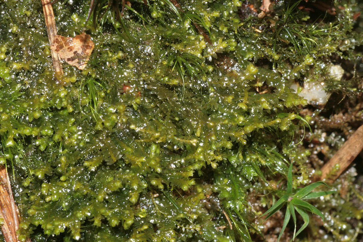 Баццания бутанская