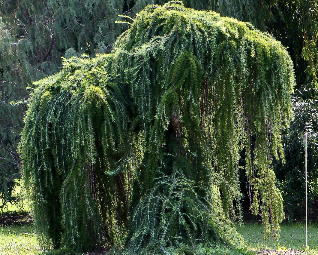 Лиственница европейская Лиственница европейская
