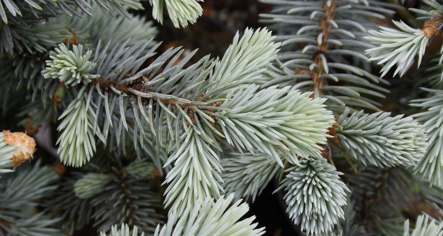 Ель колючая