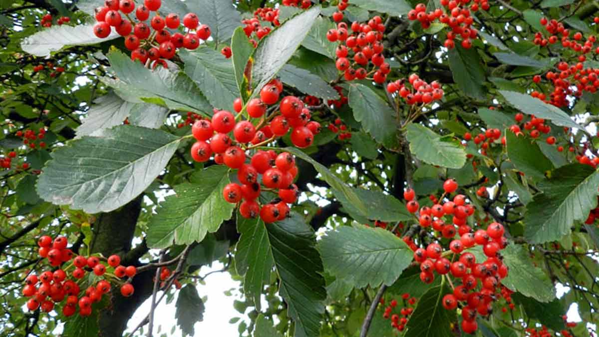 Рябина промежуточная