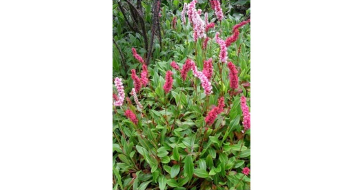 Горец Горец