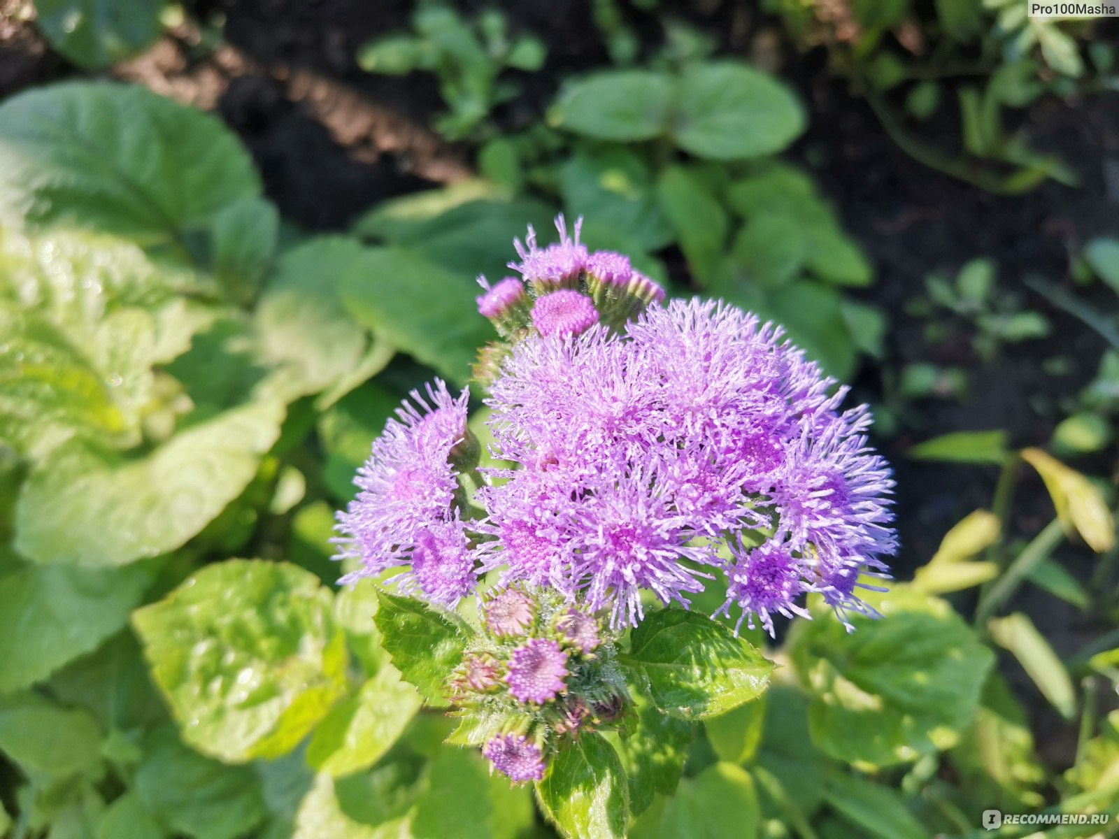 Агератум Агератум