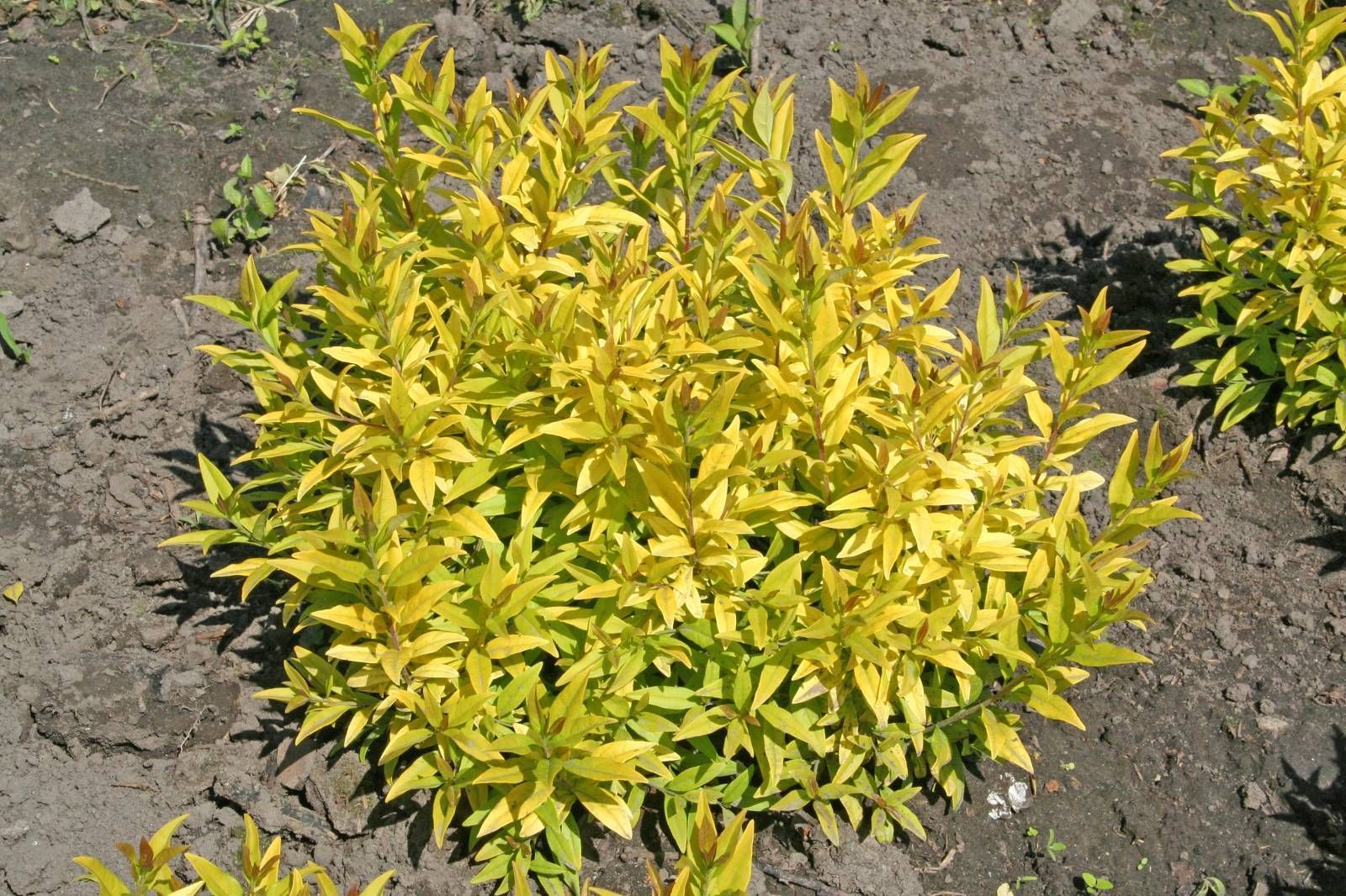 Бирючина пестрая Бирючина пестрая