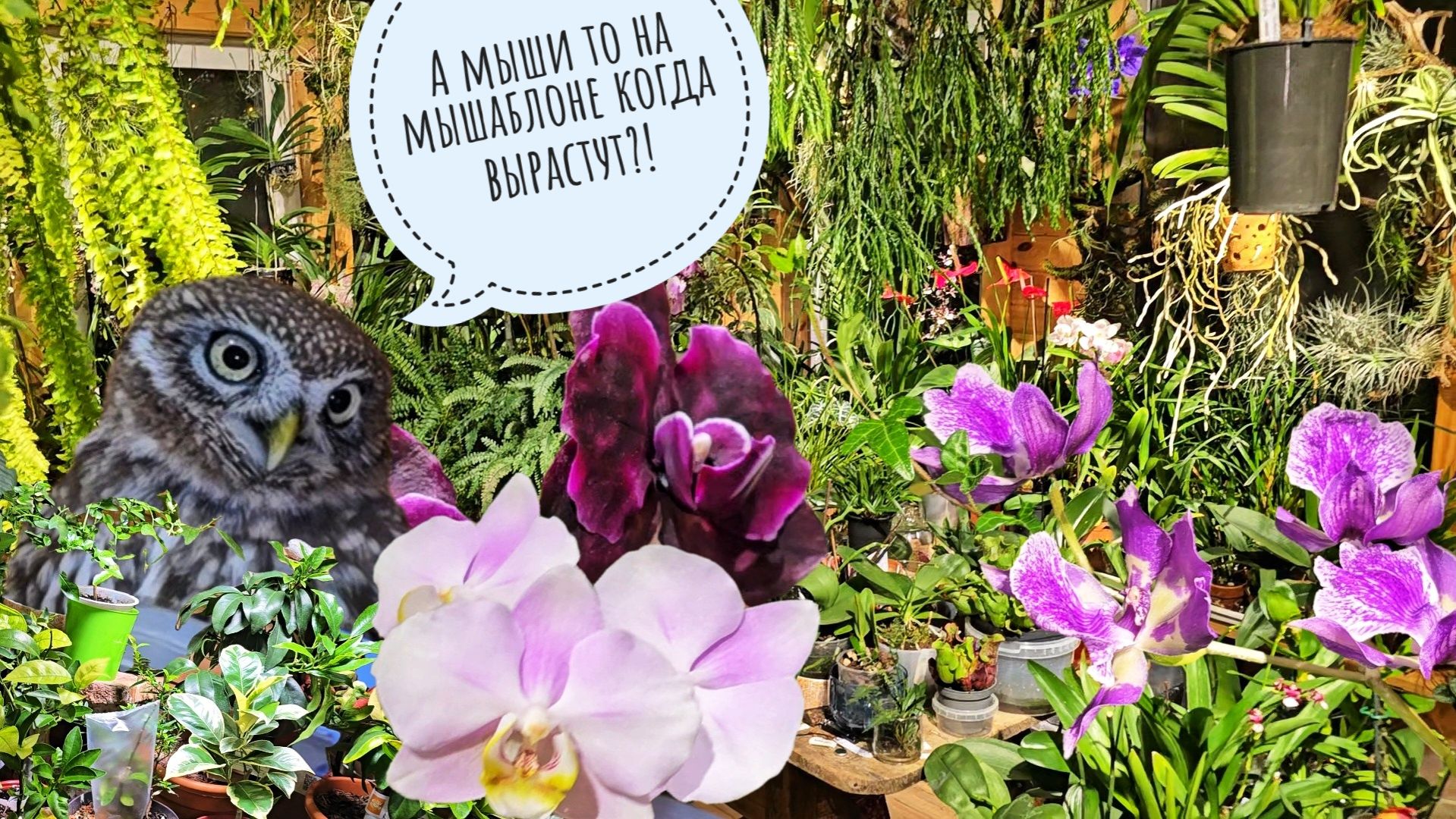 Айва прекрасная Айва прекрасная