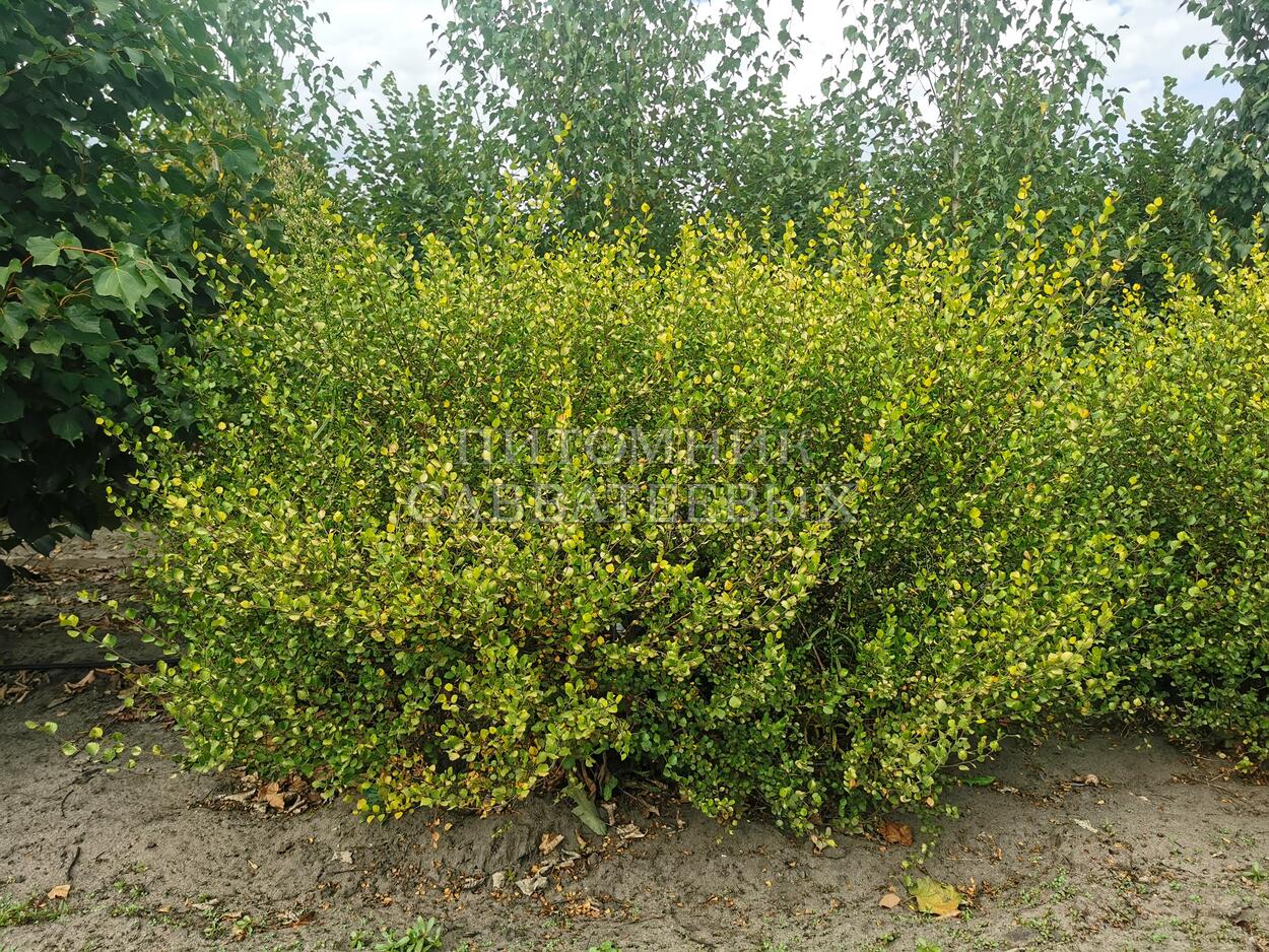 Береза карликовая Береза карликовая