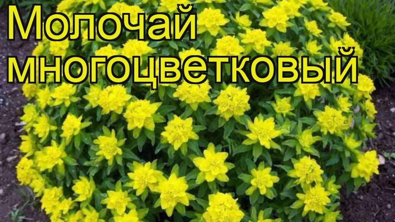 Молочай