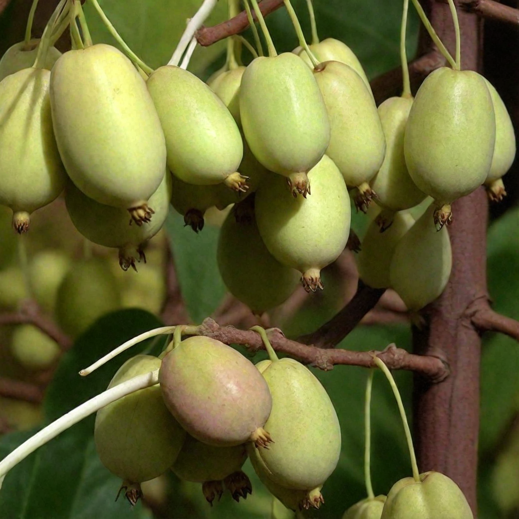 Актинидия melanandra