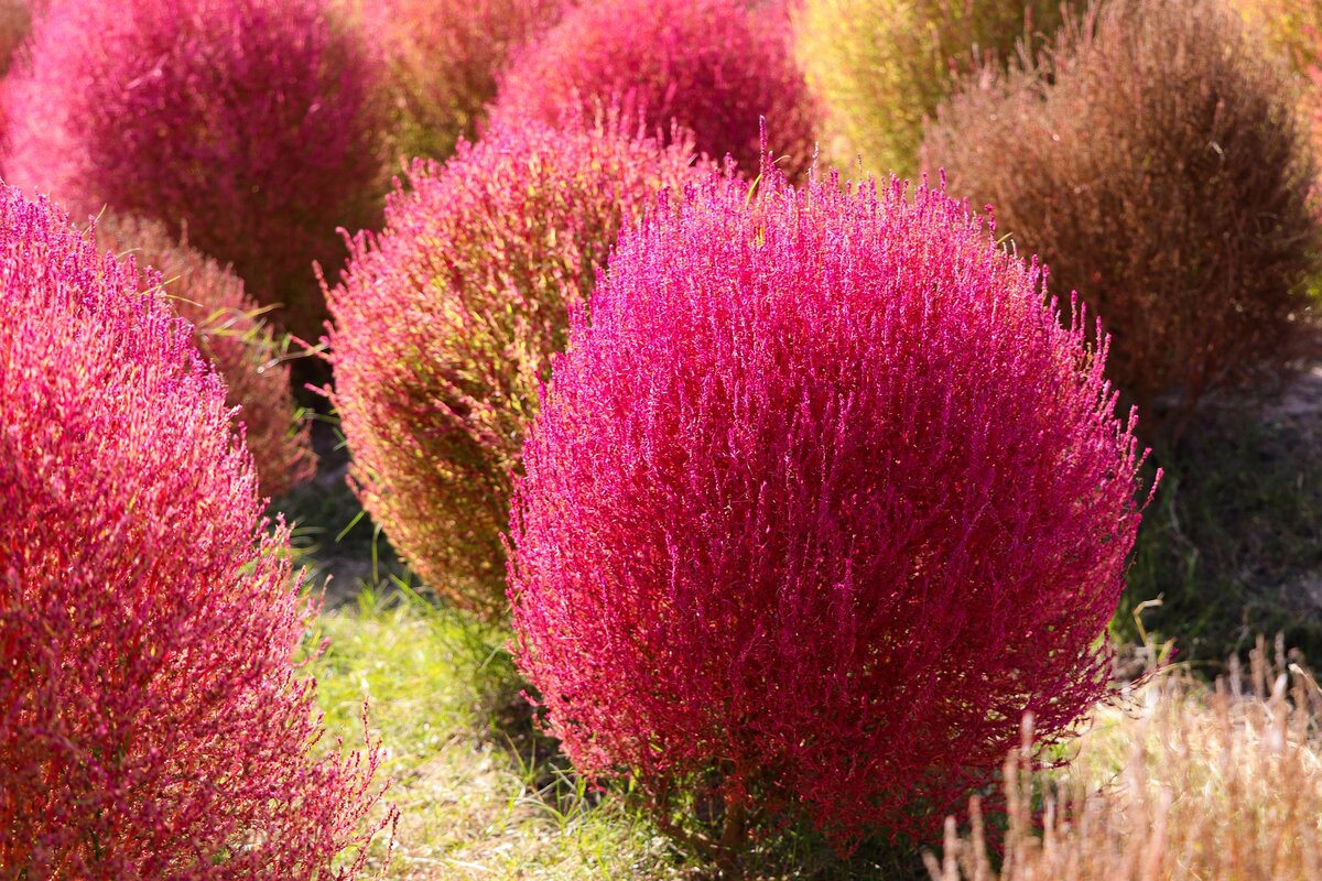 Бассия веничная Бассия веничная