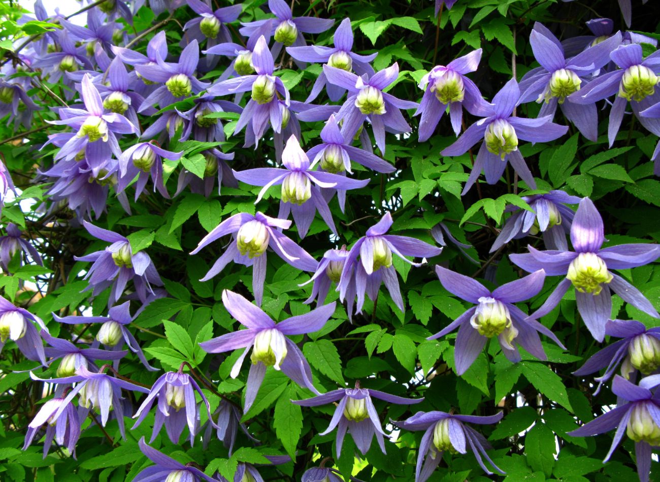 Княжик Арманда Княжик Арманда