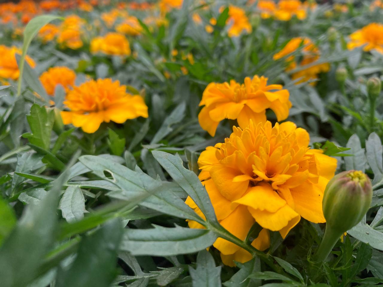 Бархатцы мелкоцветные