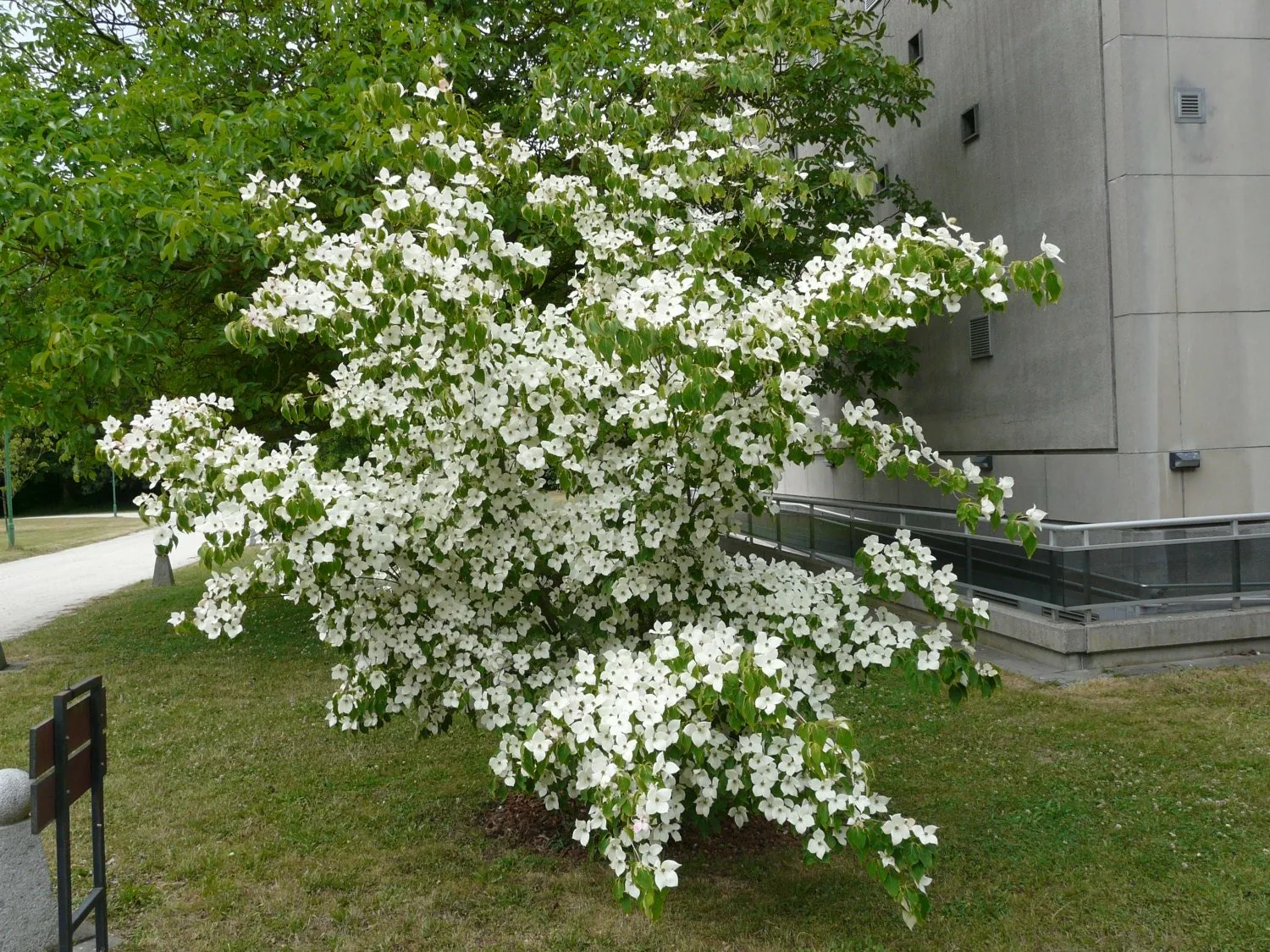 Дерен Коуза