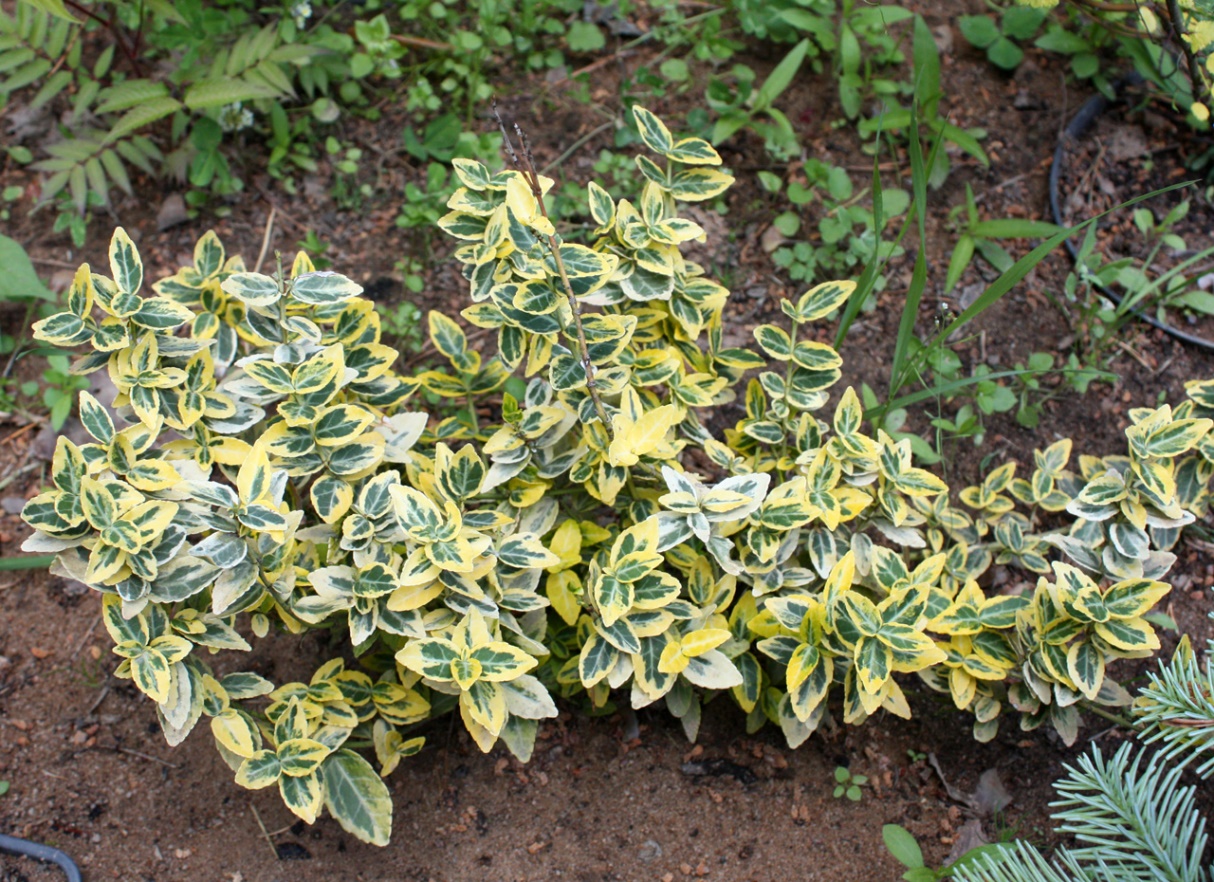 Бересклет Форчуна