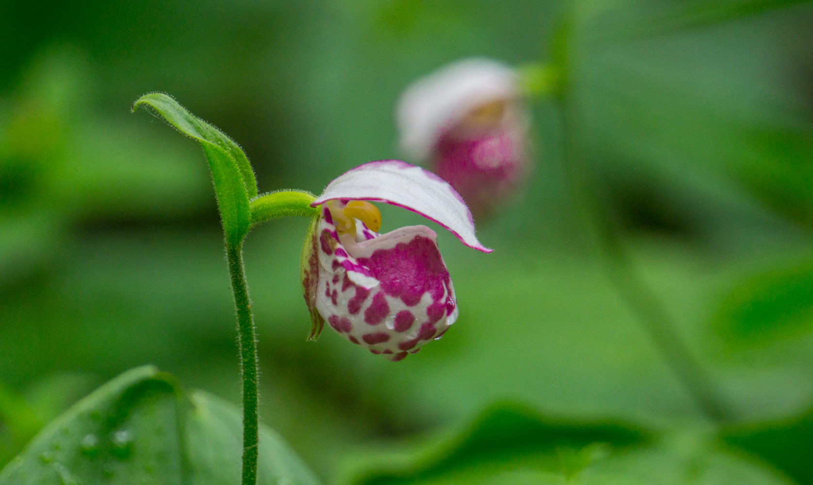 Башмачок капельный