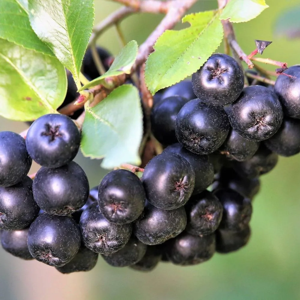 Рябина черноплодная