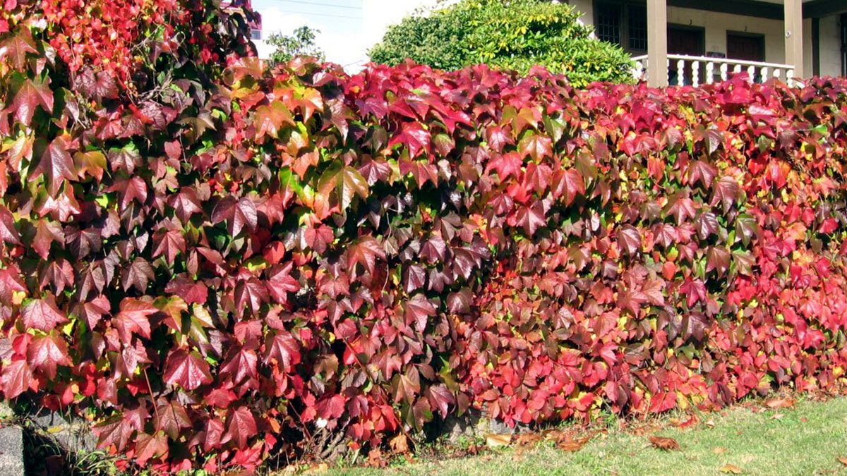 Девичий виноград Энгельмана