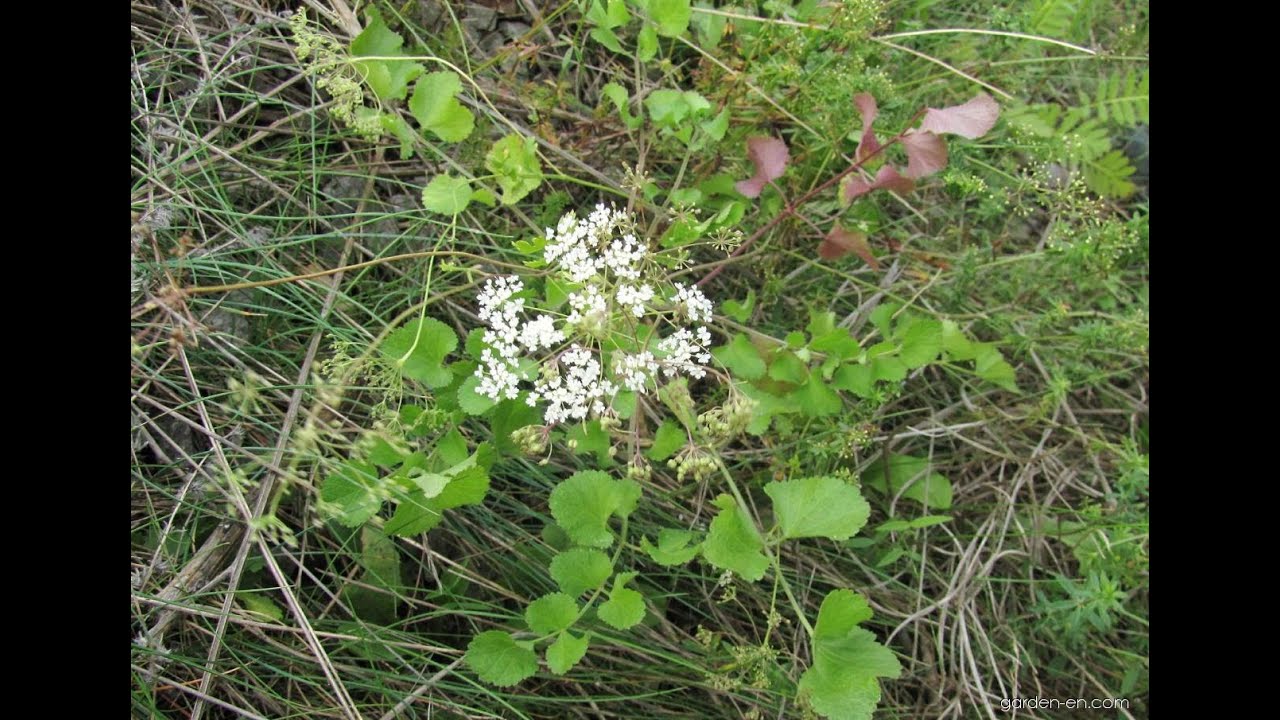 Бедренец большой