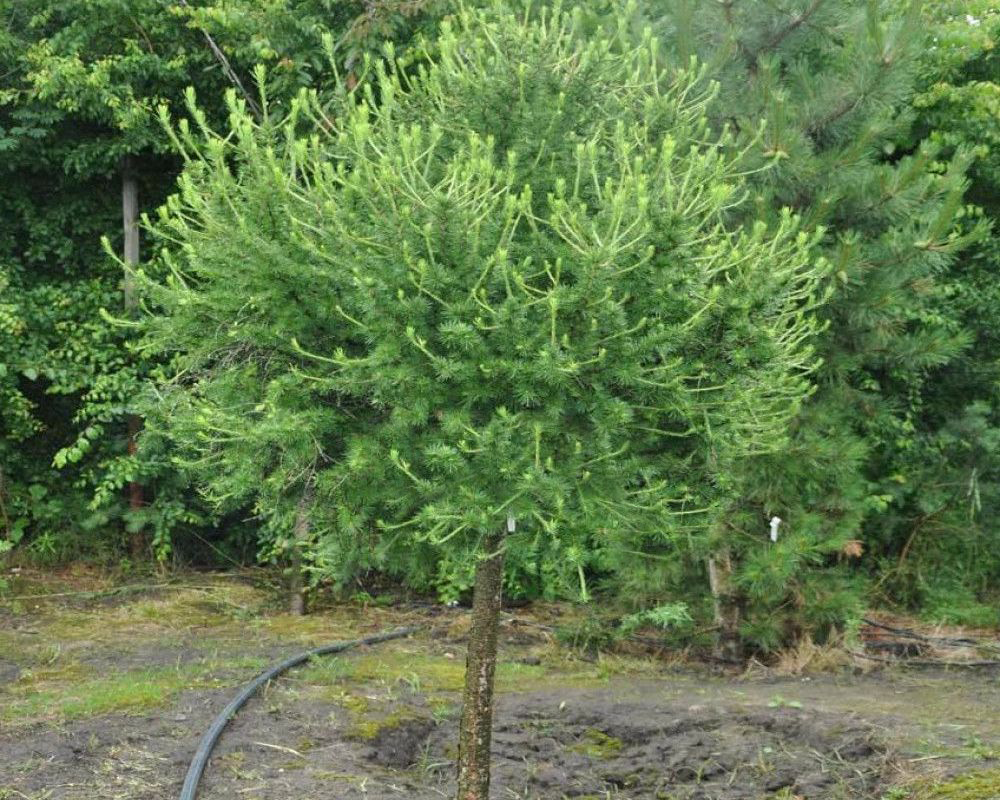 Лиственница европейская Лиственница европейская