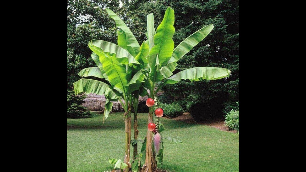 Банан Маклая