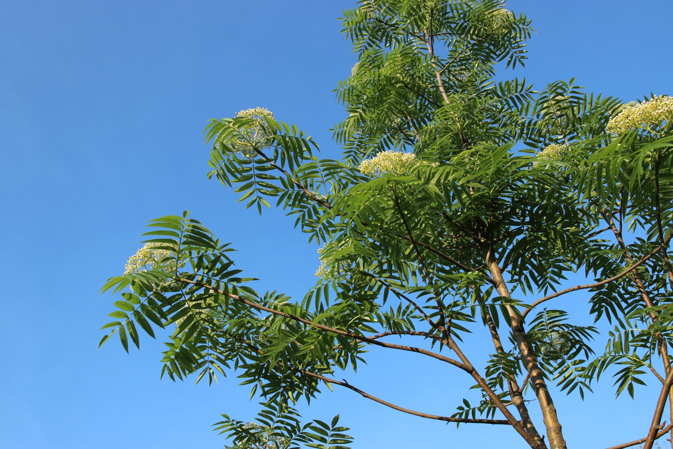 Рябина смешанная