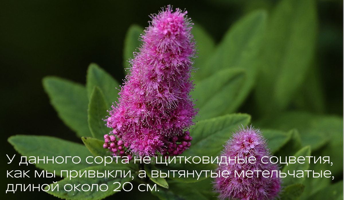 Спирея Билларда