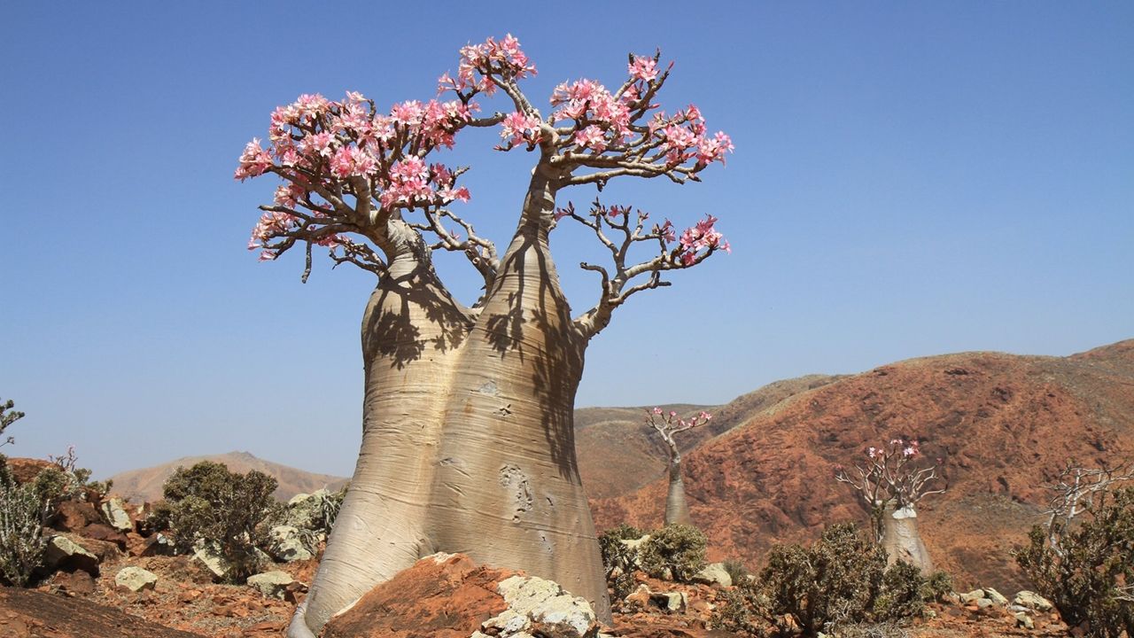 Баобаб африканский