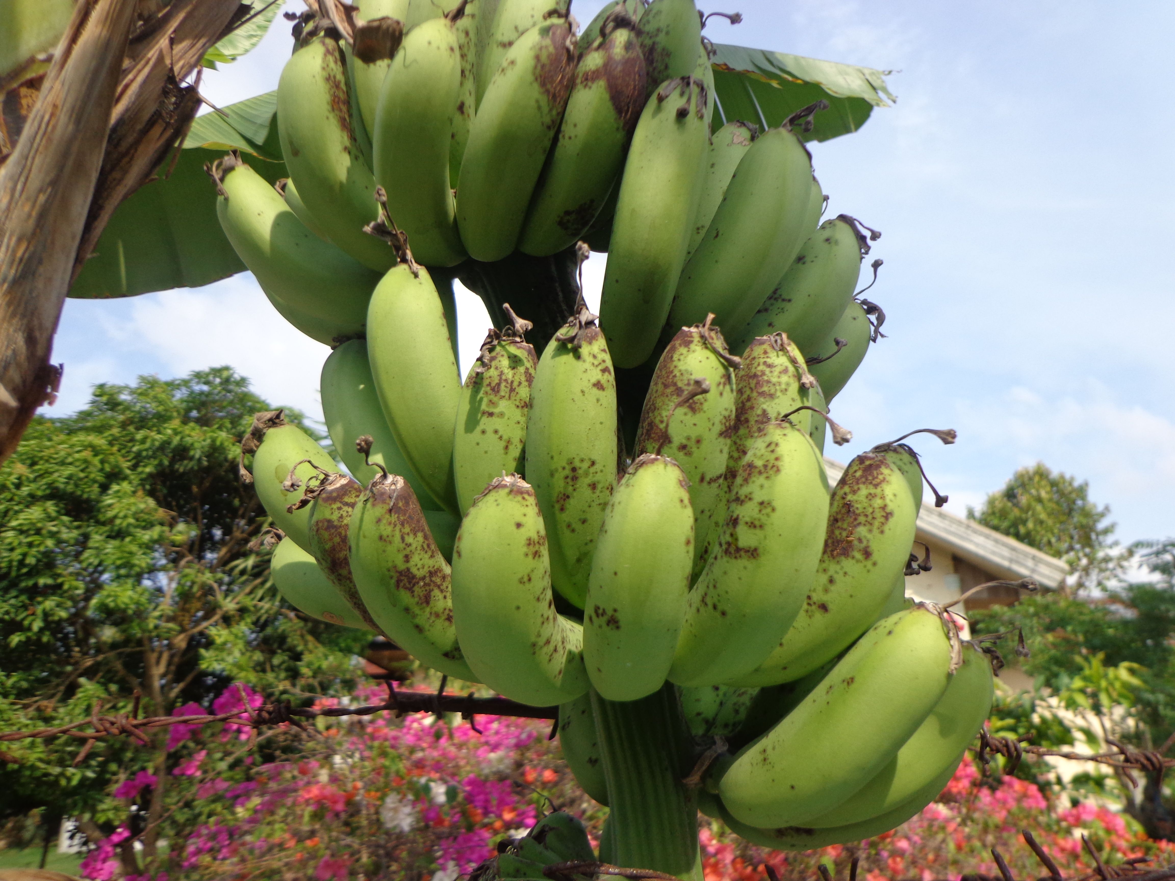 Банан Бальбиса