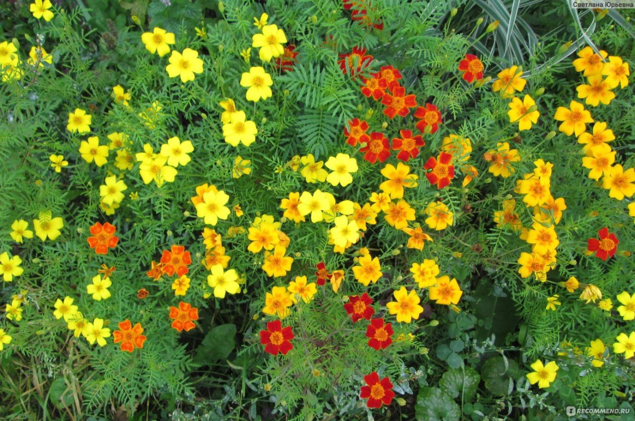 Бархатцы мелкоцветные