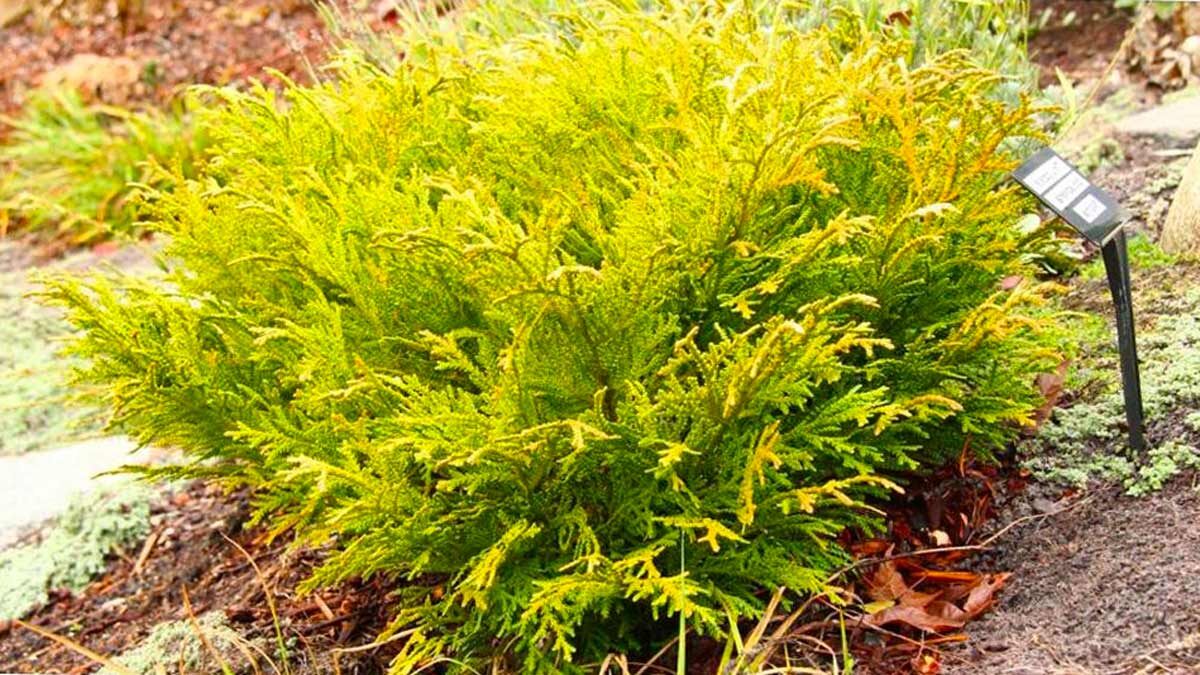 Туевик Туевик