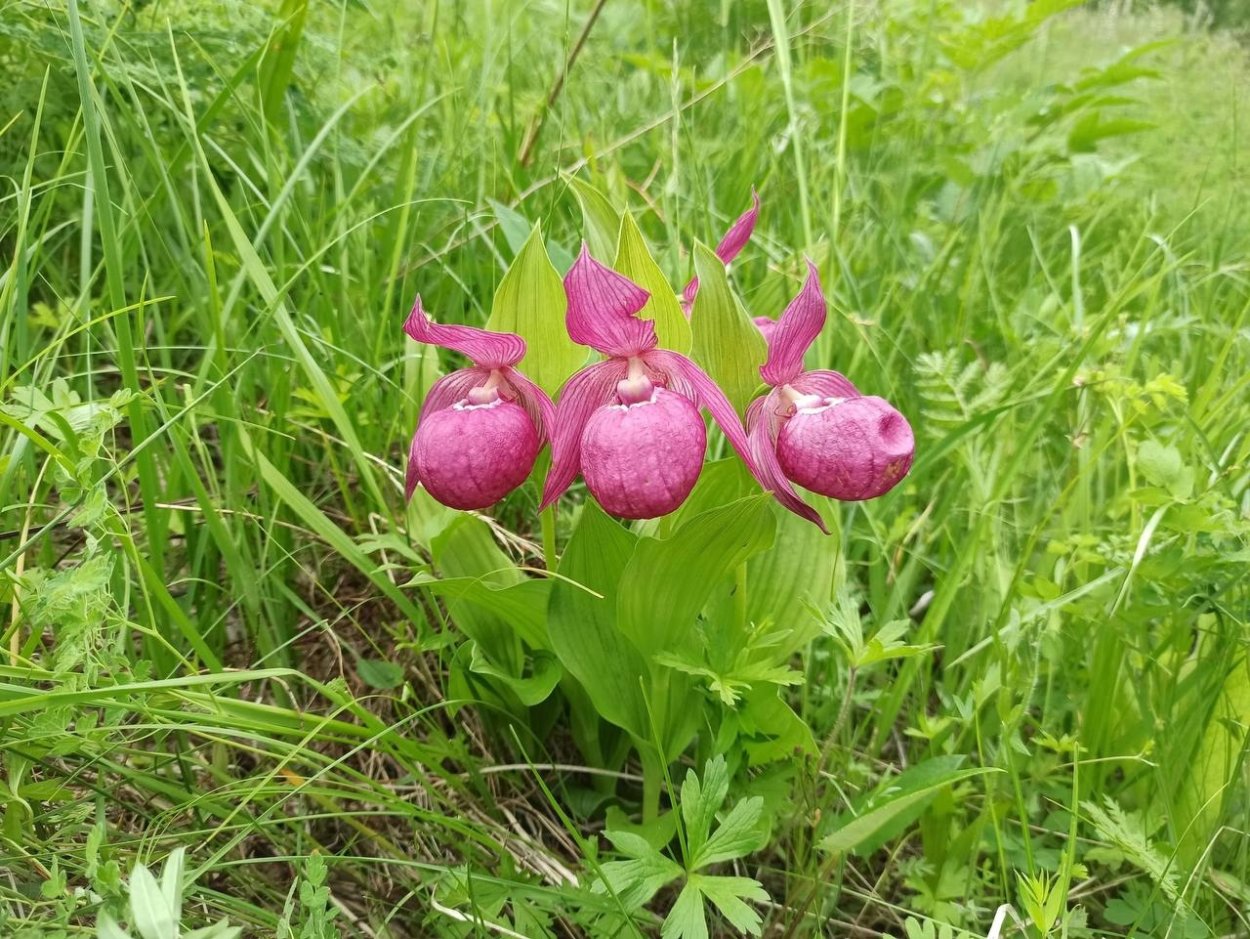 Башмачок горный